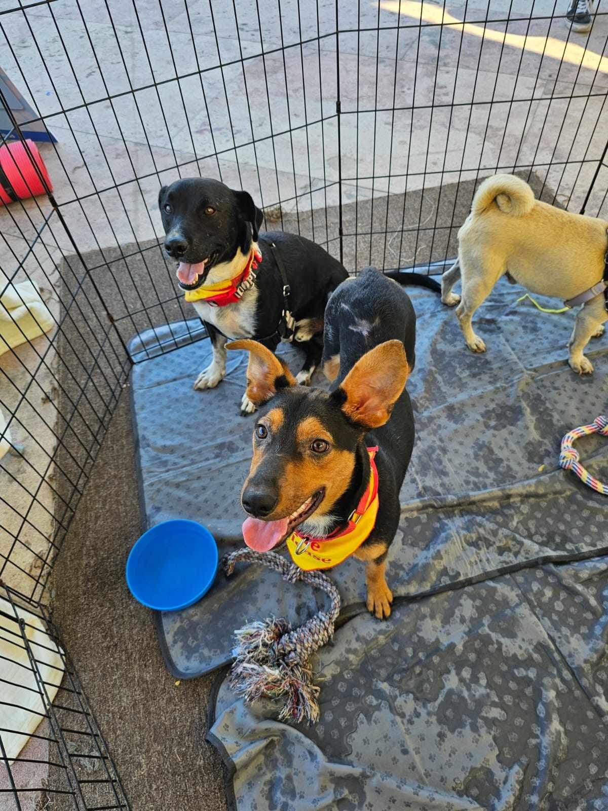 Enlarge Felicia, a Adoptable Mixed Breed in Puyallup, WA image 3/3