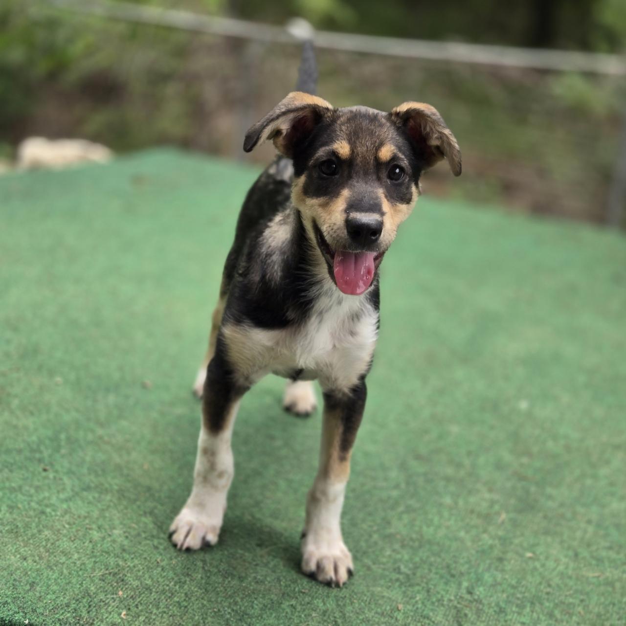Delta, a Adoptable mixed breed in Mansfield, TX image 4/6