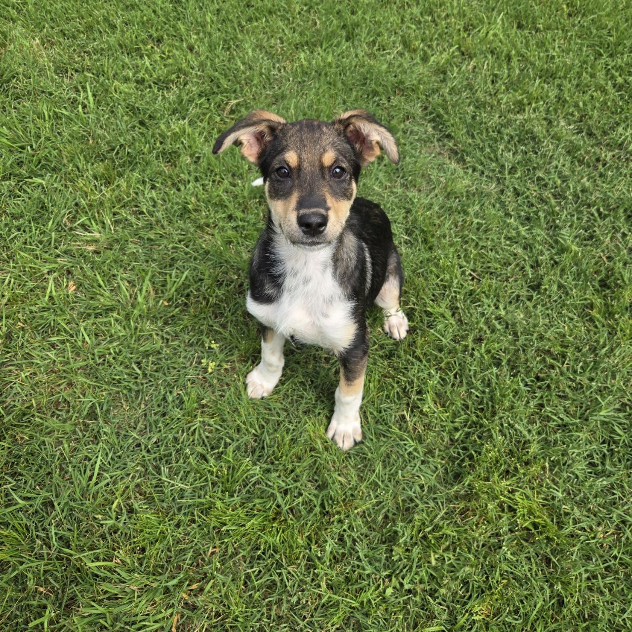 Delta, a Adoptable mixed breed in Mansfield, TX image 1/6