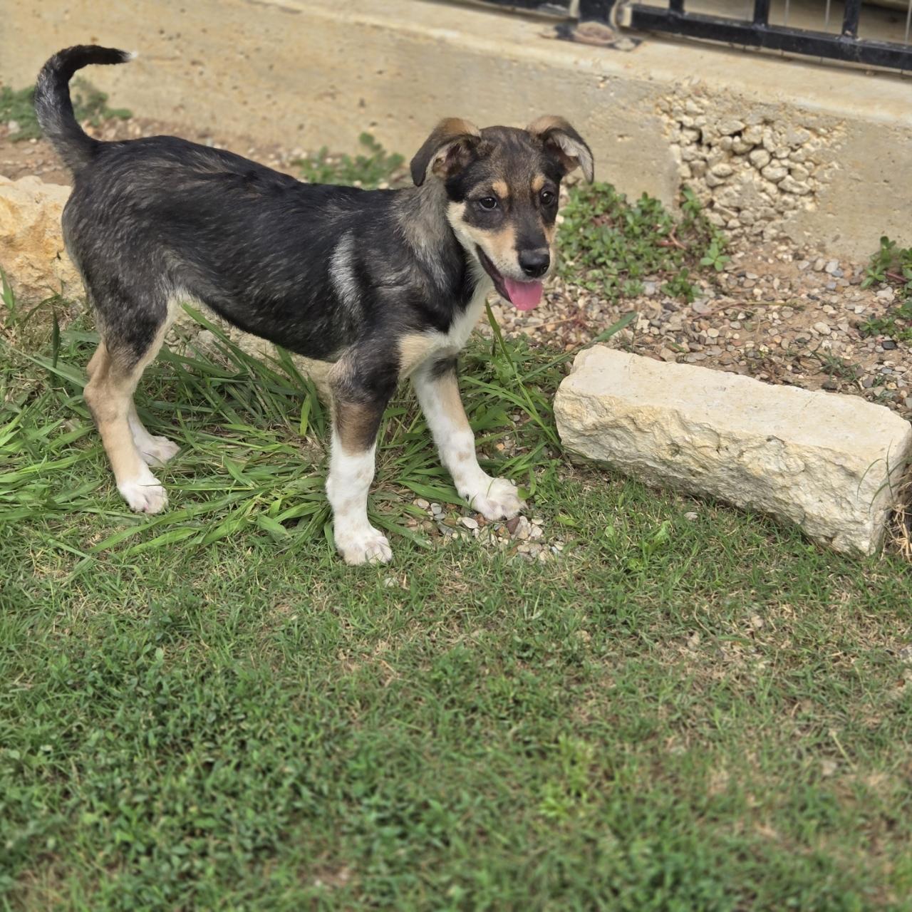 Delta, a Adoptable mixed breed in Mansfield, TX image 5/6