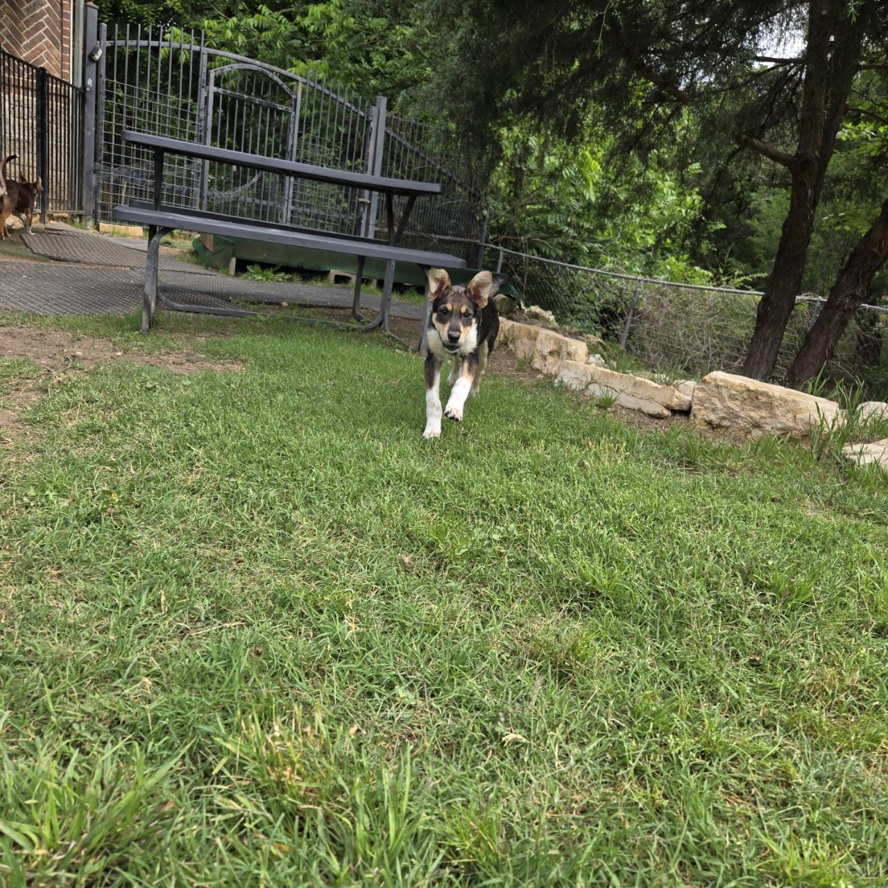 Delta, a Adoptable mixed breed in Mansfield, TX image 6/6