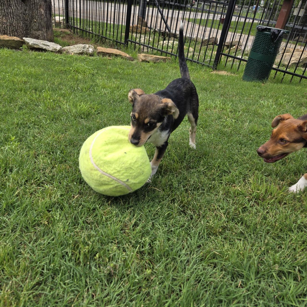 Delta, a Adoptable mixed breed in Mansfield, TX image 2/6