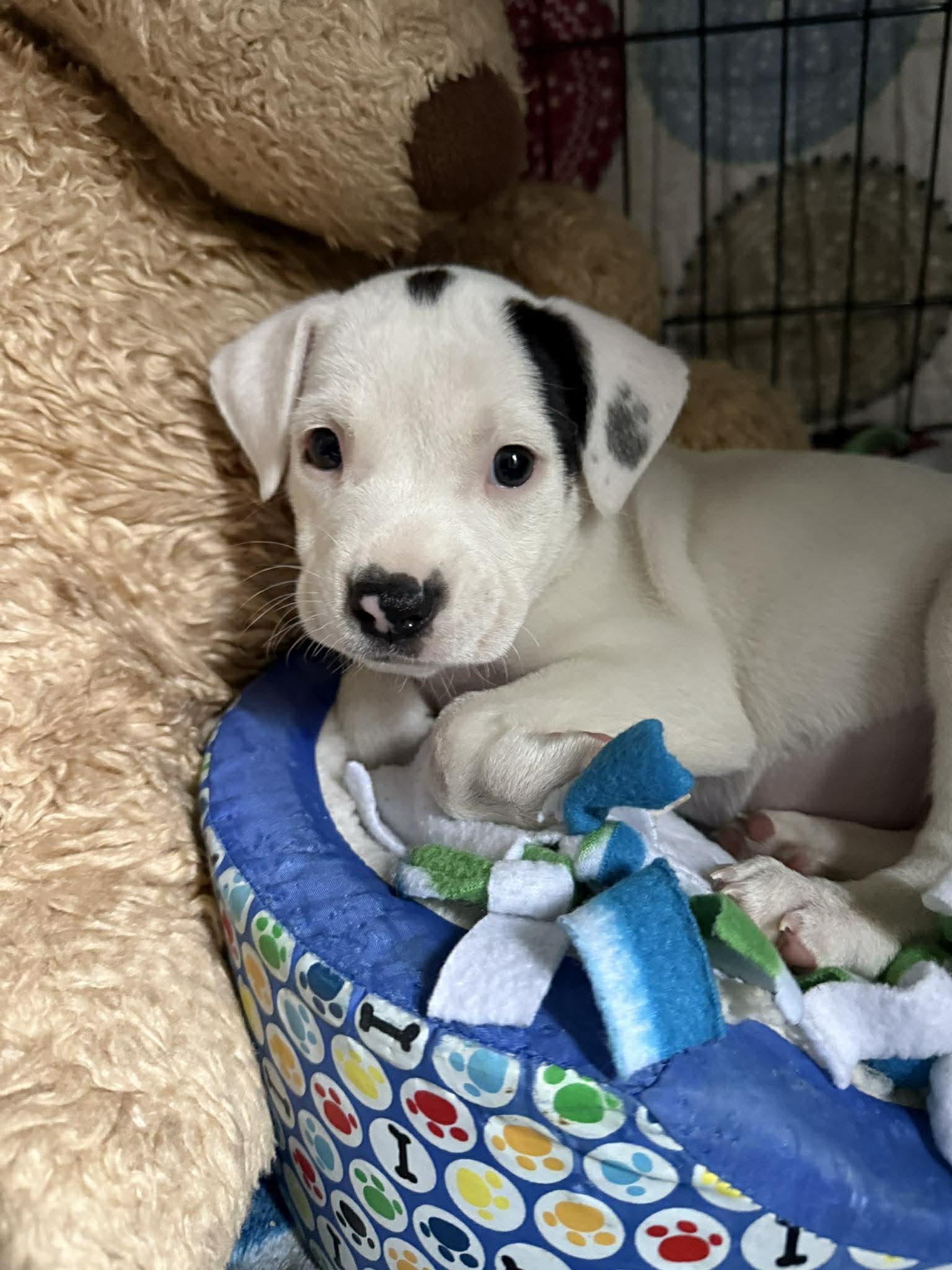 ZARKAVA, Adoptable, Young Female Pit Bull Terrier.