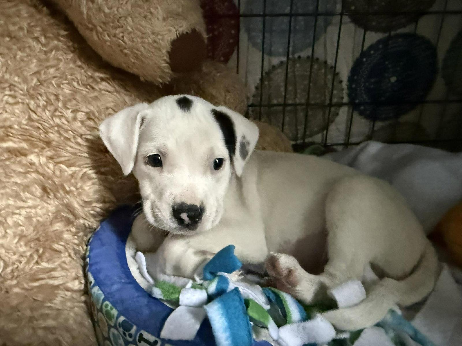 Enlarge ZARKAVA, a Adoptable Pit Bull Terrier in Pomfret Center, CT image 3/3