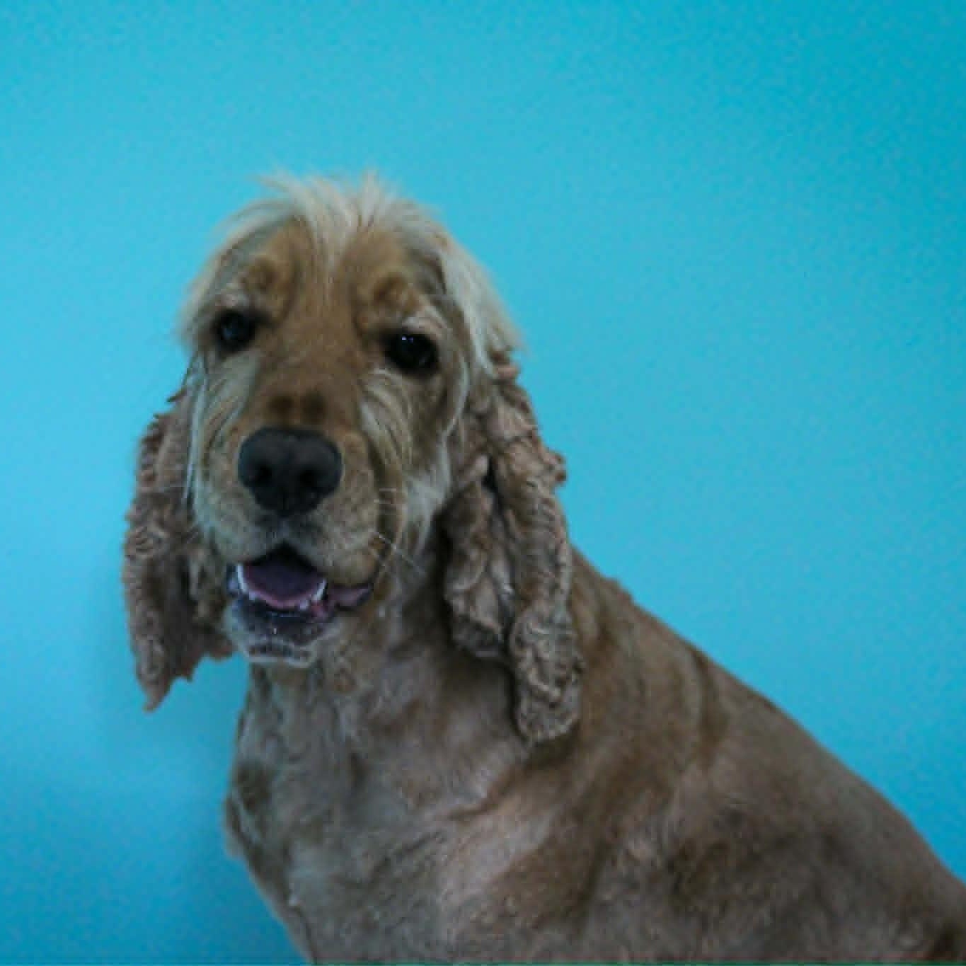 Sam, adopted, Adult Male English Cocker Spaniel.