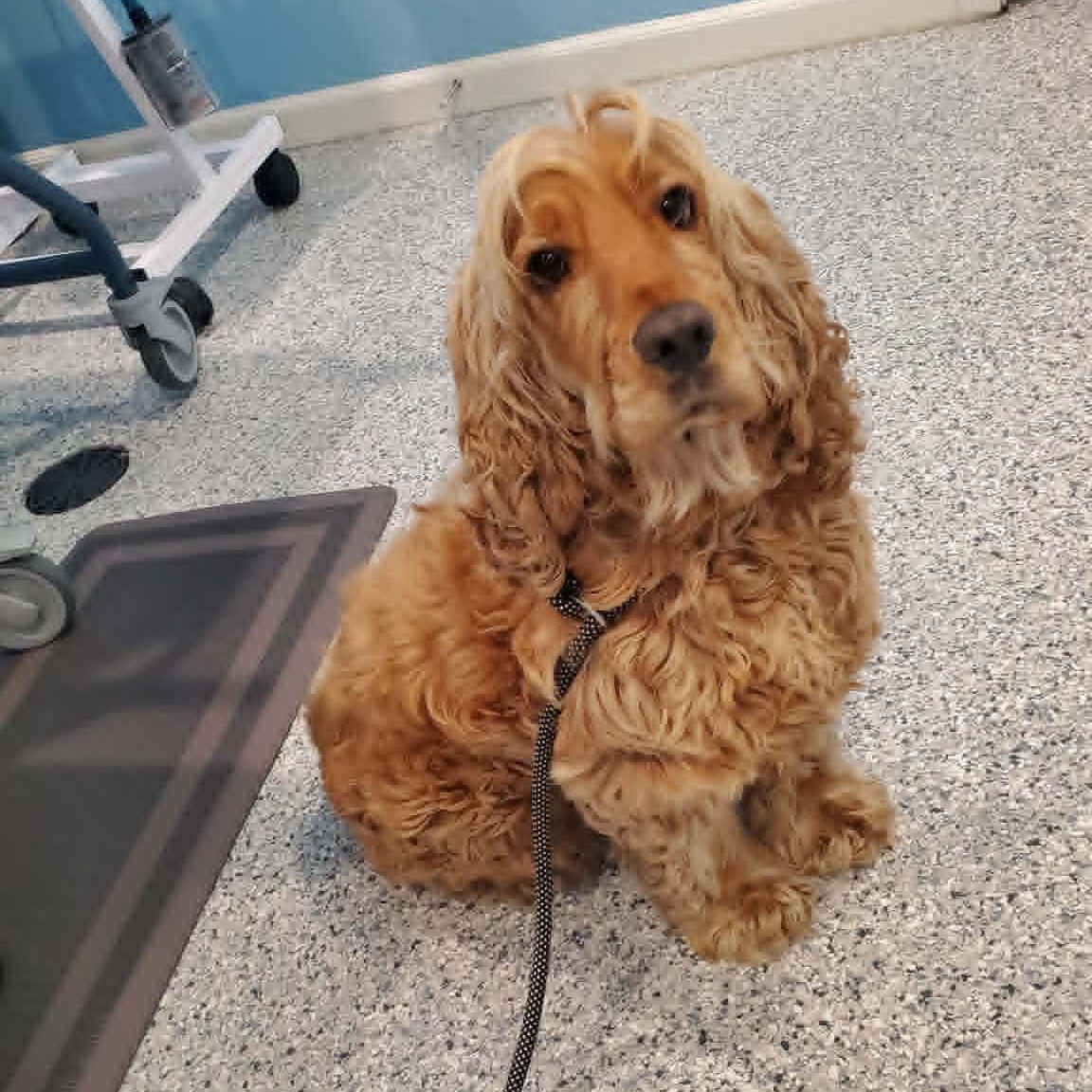 Enlarge Sam, an adopted English Cocker Spaniel in Hutchinson, MN image 2/2