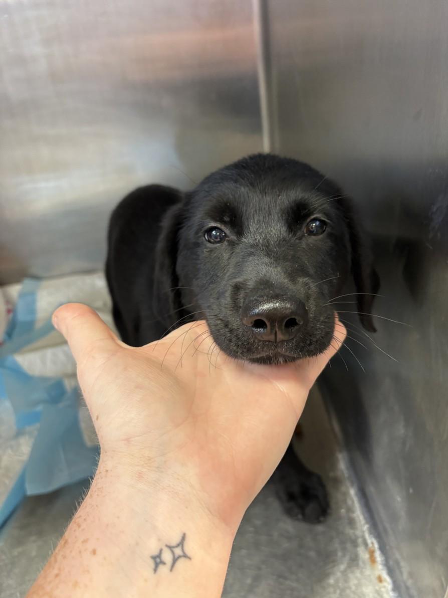 Enlarge A209828, a Adoptable mixed breed in Olivehurst, CA image 1/1