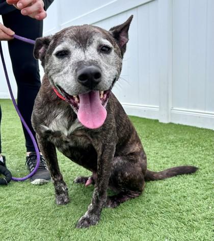 Astro, a ADOPTABLE mixed breed in Downers Grove, IL image 1/6