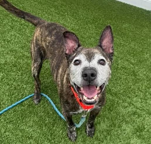 Astro, a ADOPTABLE mixed breed in Downers Grove, IL image 4/6