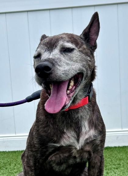 Astro, a ADOPTABLE mixed breed in Downers Grove, IL image 5/6