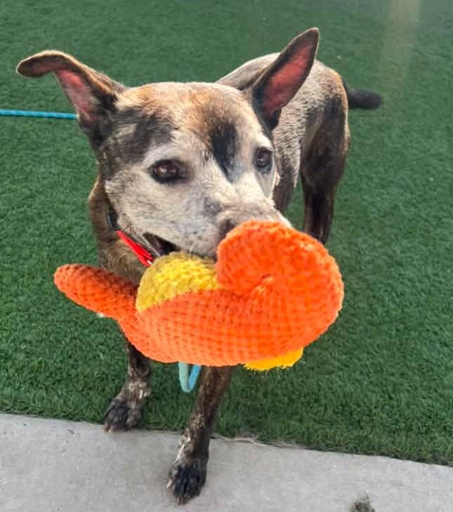 Astro, a ADOPTABLE mixed breed in Downers Grove, IL image 3/6