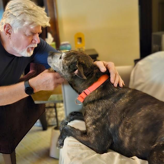 Enlarge Astro, a Adoptable mixed breed in Downers Grove, IL image 2/6