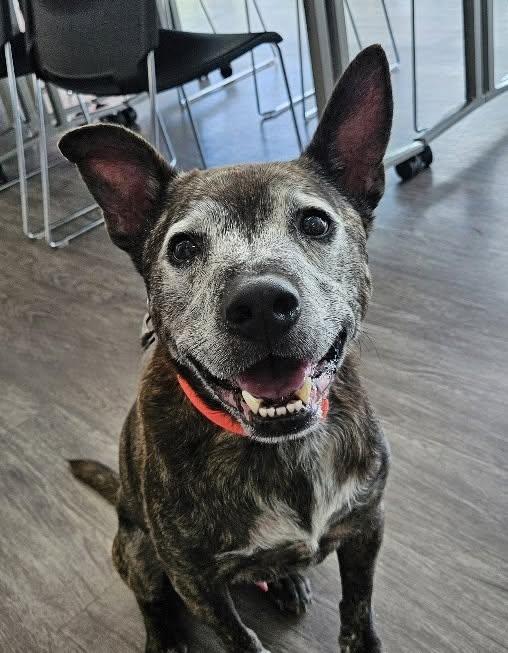 Astro, a ADOPTABLE mixed breed in Downers Grove, IL image 2/6
