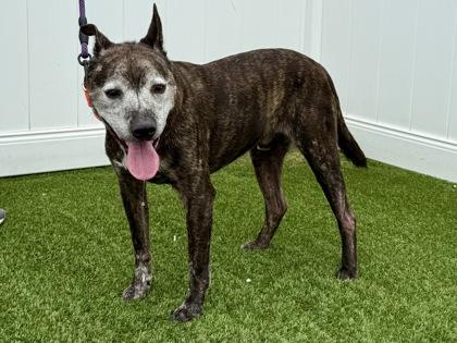 Astro, a ADOPTABLE mixed breed in Downers Grove, IL image 6/6