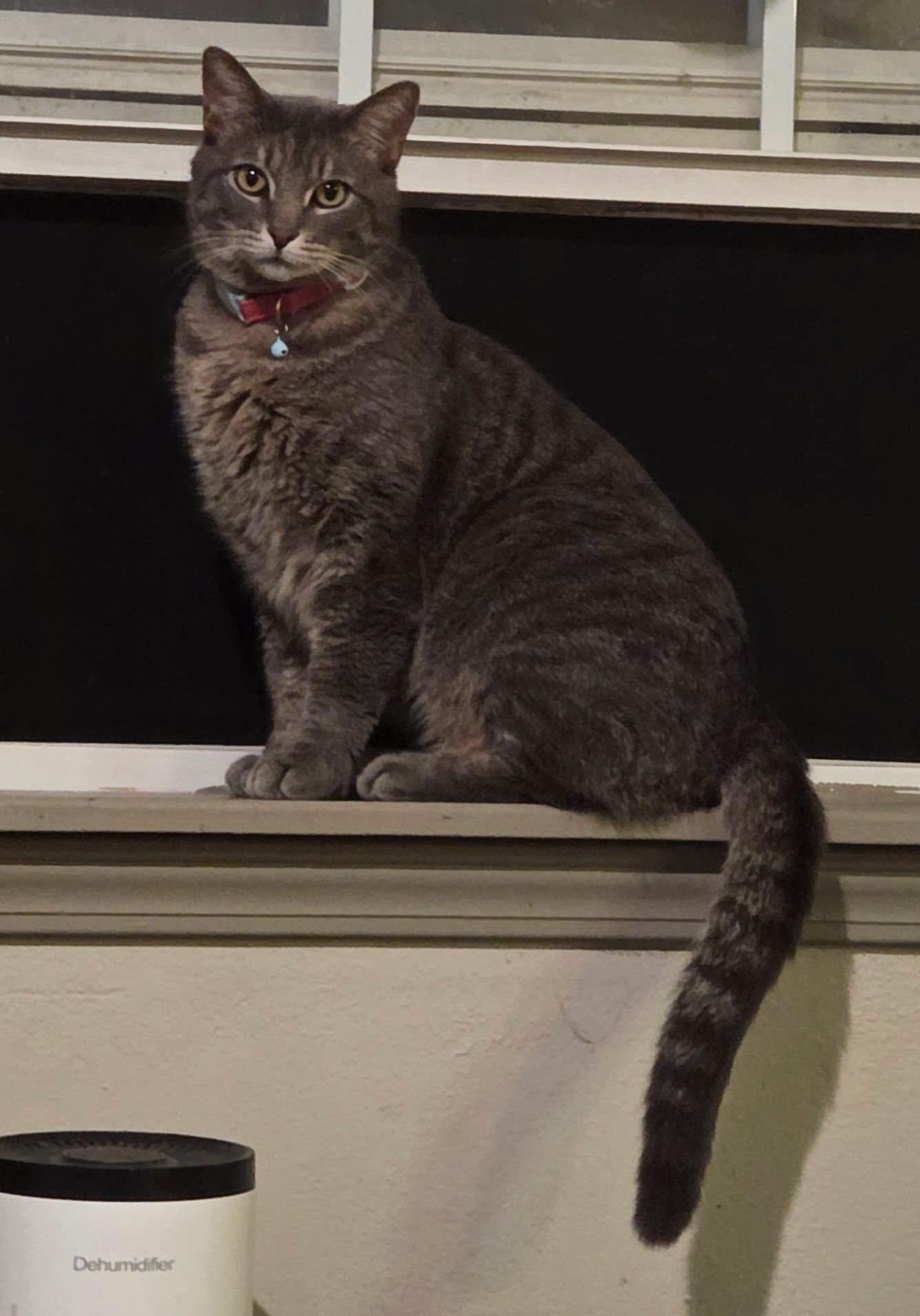 Ozzy, ADOPTABLE, Young Male Domestic Short Hair.