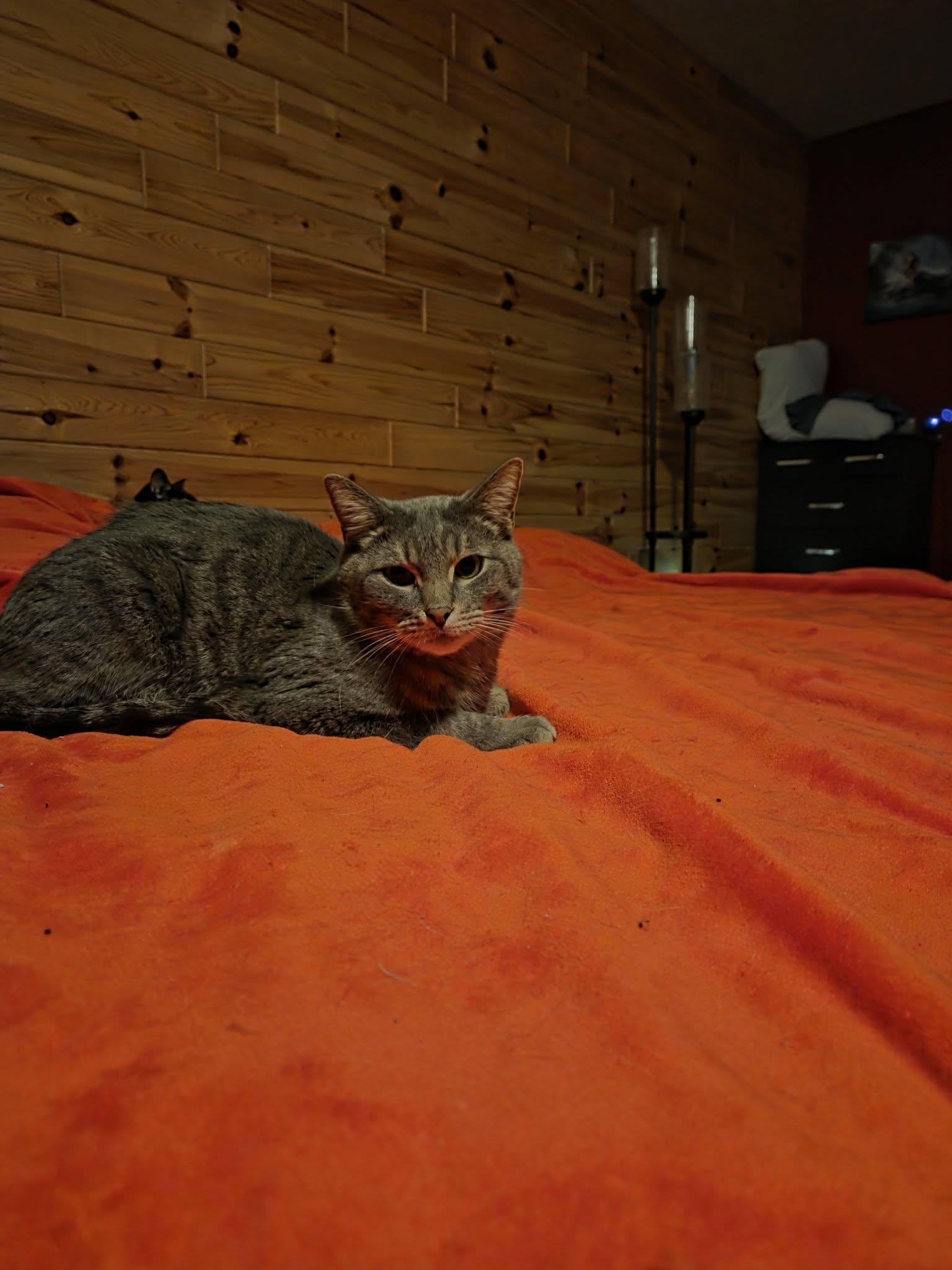 Ozzy, ADOPTABLE, Young Male Domestic Short Hair.