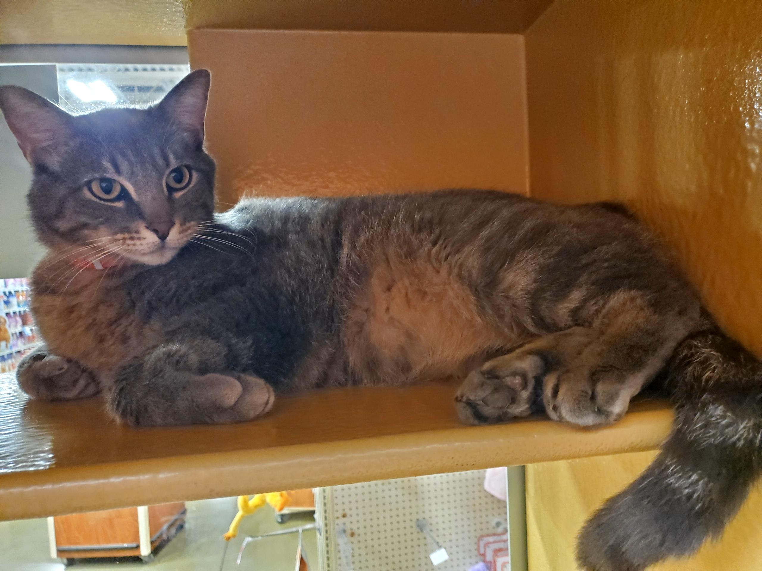 Enlarge Ozzy, a ADOPTABLE Domestic Short Hair in Manhattan, KS image 2/3