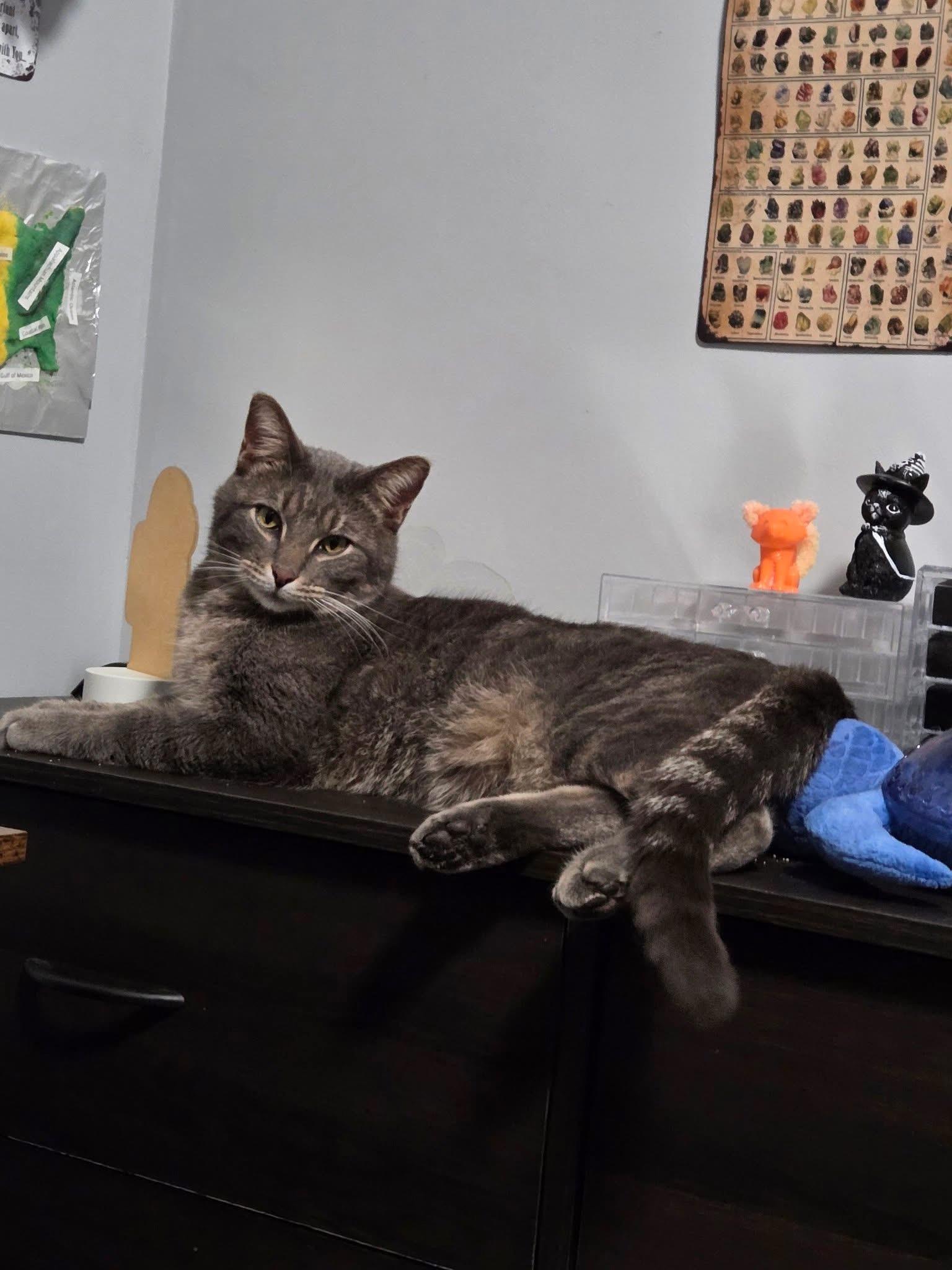 Enlarge Ozzy, a ADOPTABLE Domestic Short Hair in Manhattan, KS image 2/5