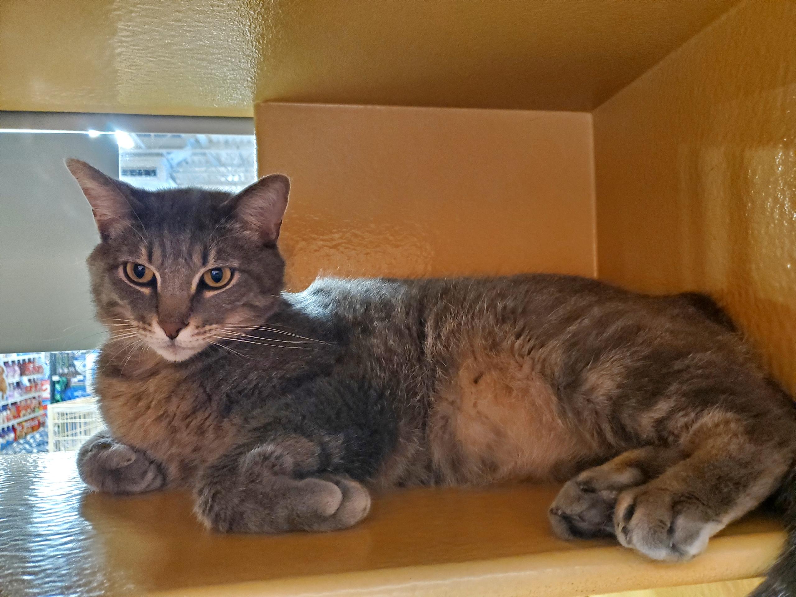 Enlarge Ozzy, a ADOPTABLE Domestic Short Hair in Manhattan, KS image 1/3