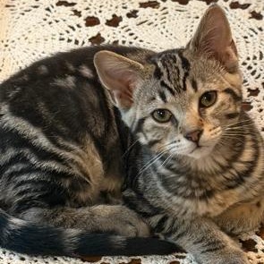 Enlarge Maui, a ADOPTABLE Tabby in Midland, MI image 1/6