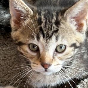 Enlarge Maui, a ADOPTABLE Tabby in Midland, MI image 3/6