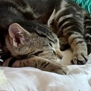 Enlarge Maui, a ADOPTABLE Tabby in Midland, MI image 6/6