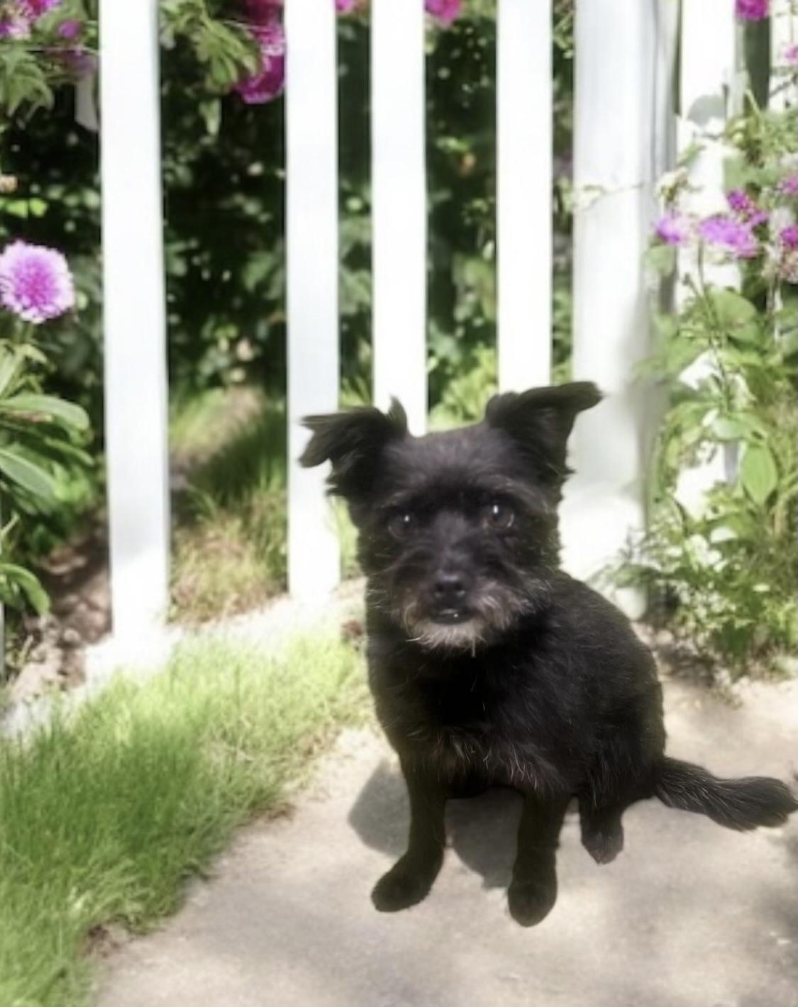 Ottis (gentle soul), a Adoptable mixed breed in Los Angeles, CA image 2/4