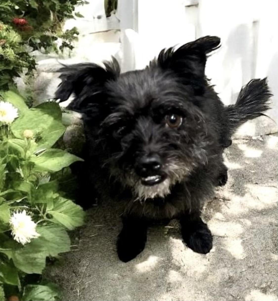 Ottis (gentle soul), a Adoptable mixed breed in Los Angeles, CA image 3/4