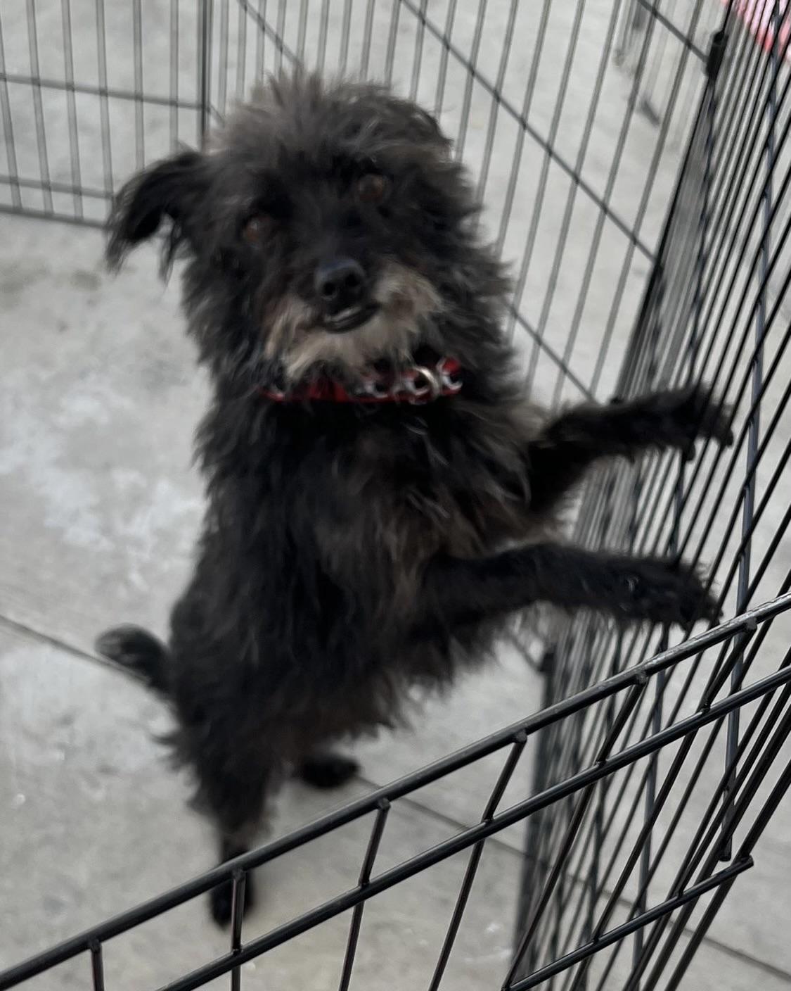 Ottis (gentle soul), Adoptable, Adult Male Terrier.