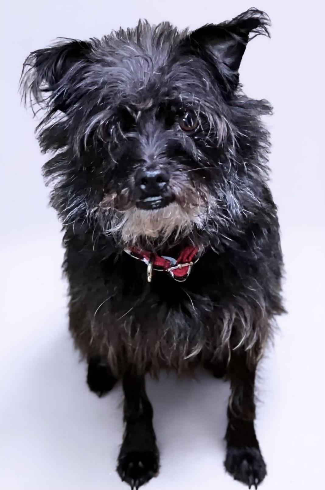 Ottis (gentle soul), a Adoptable mixed breed in Los Angeles, CA image 4/4