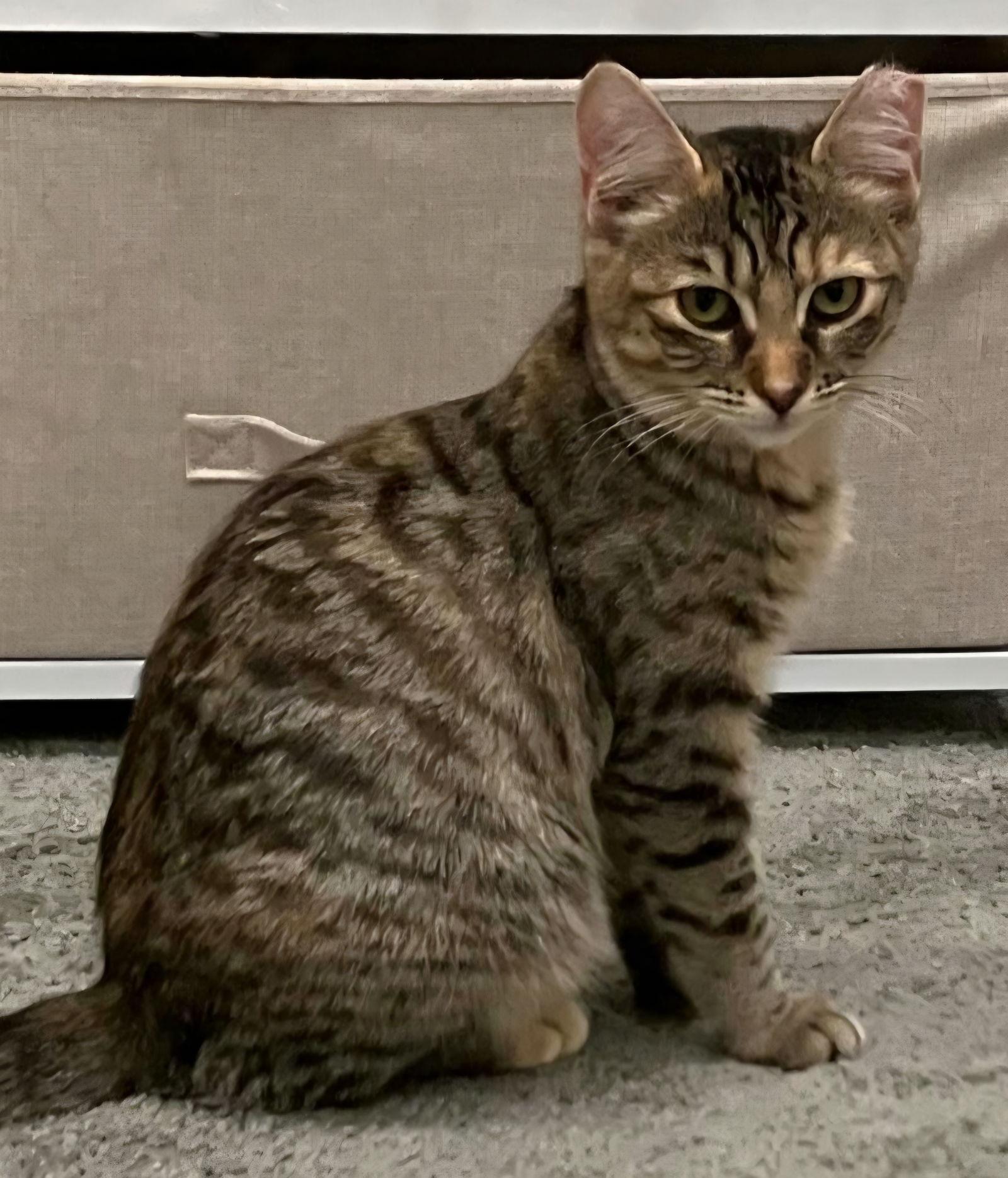 Tiny, Adoptable, Young Female Domestic Short Hair & Torbie.