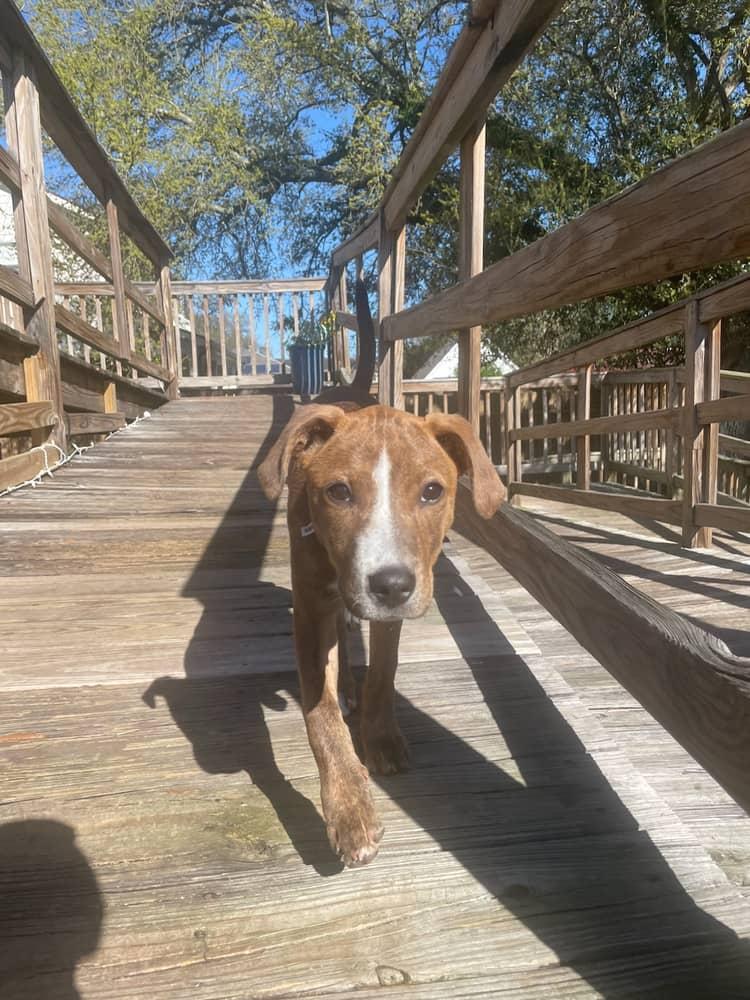 Enlarge Aurora, a ADOPTABLE mixed breed in New Orleans, LA image 4/4