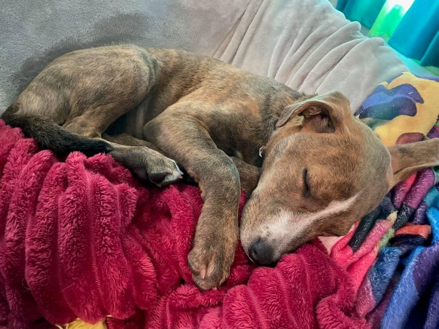 Enlarge Aurora, a ADOPTABLE mixed breed in New Orleans, LA image 2/4