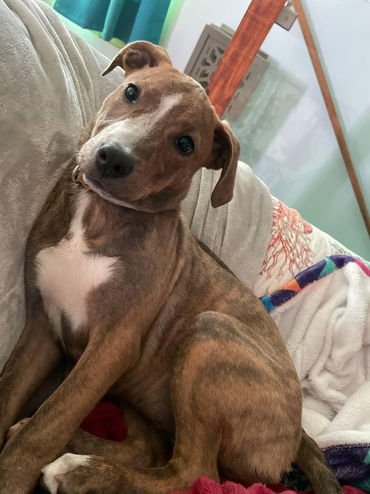 Aurora, ADOPTABLE, Young Female Boxer.