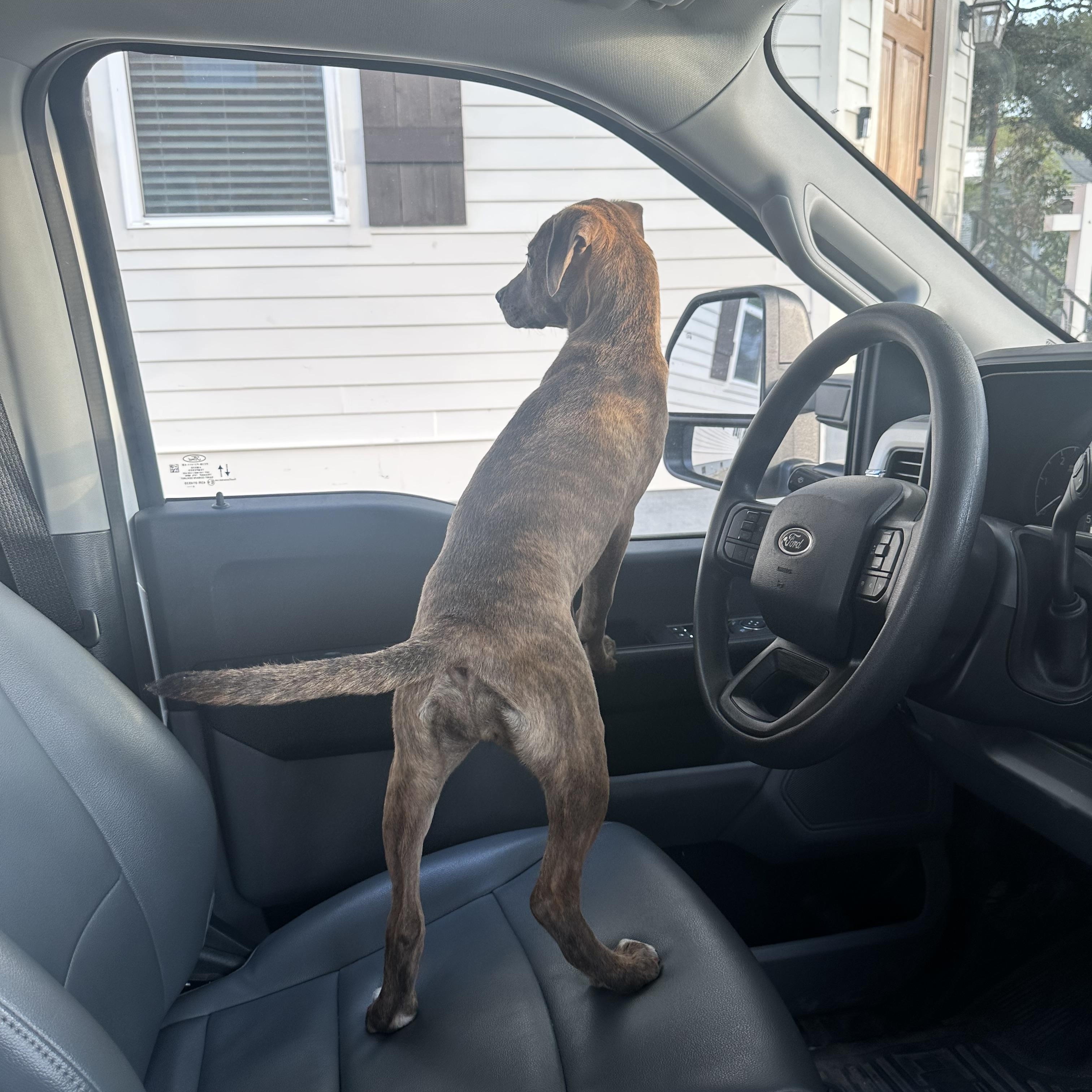 Enlarge Aurora, a ADOPTABLE mixed breed in New Orleans, LA image 3/4