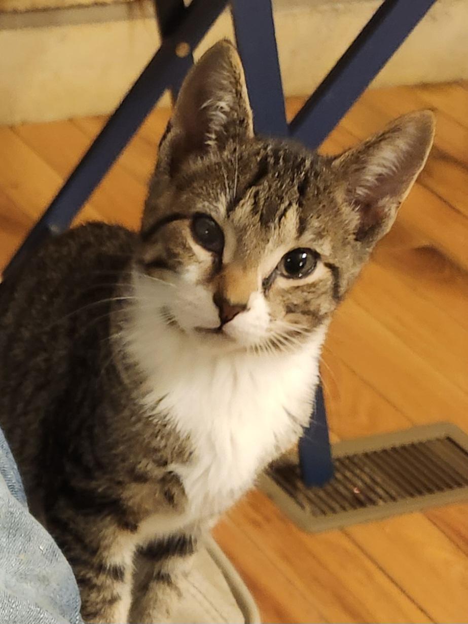 Nigel, Adoptable, Young Male Domestic Short Hair.