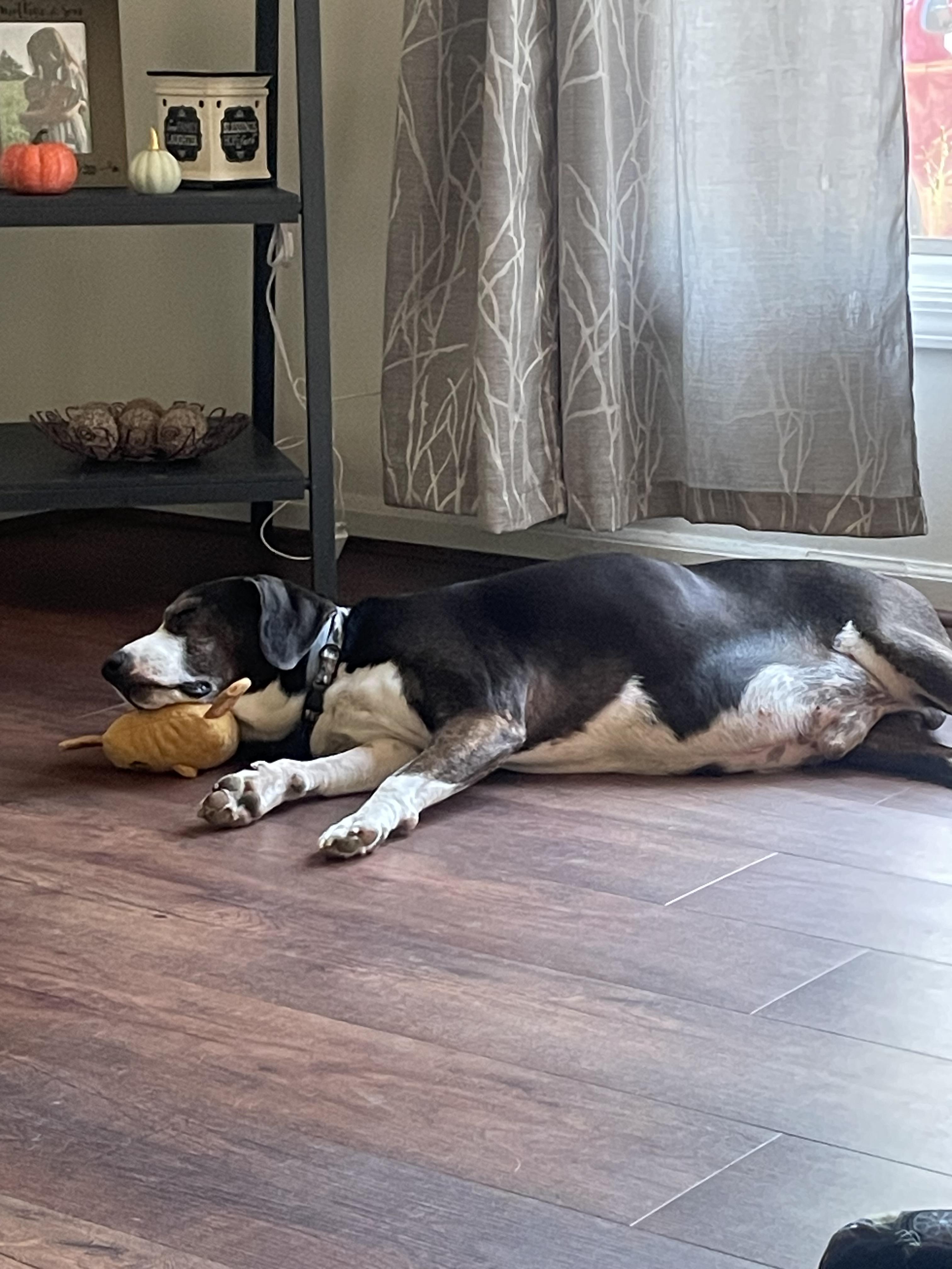Buddy, a Adoptable mixed breed in Greenwood, IN image 1/4