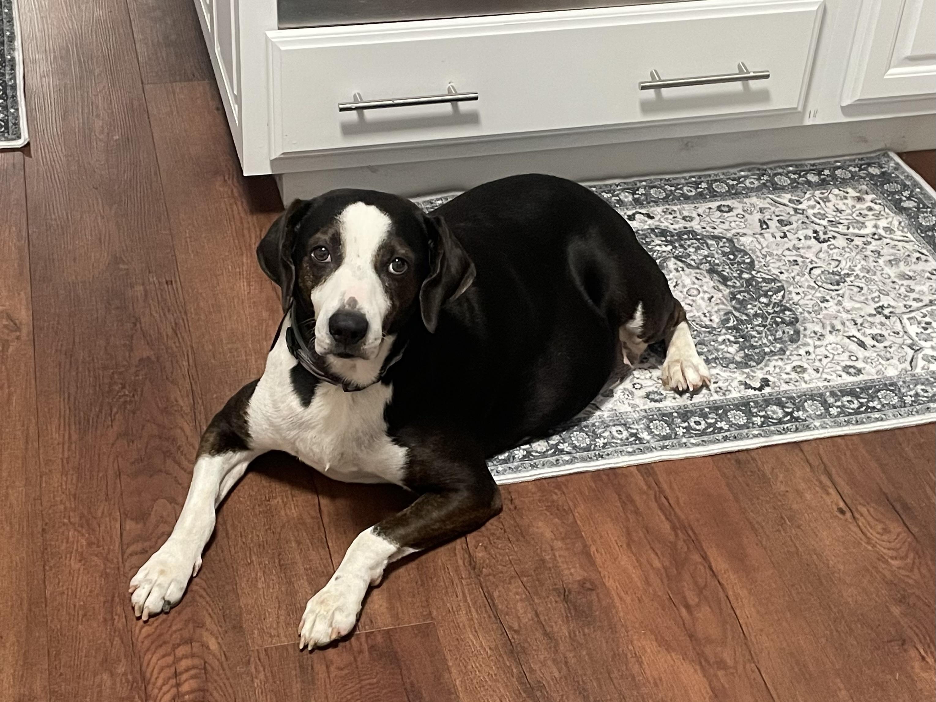 Buddy, a Adoptable mixed breed in Greenwood, IN image 2/4