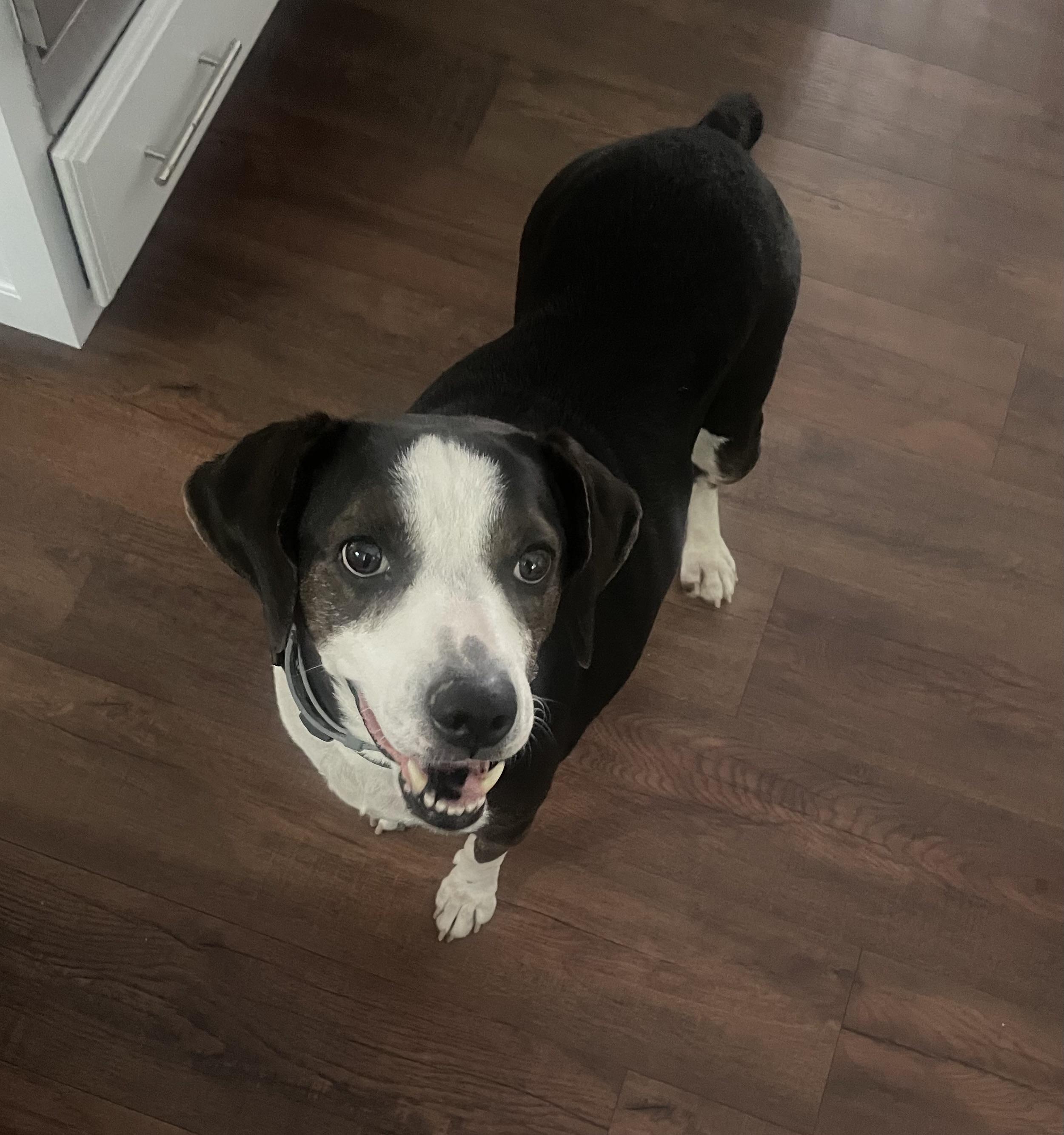Buddy, a Adoptable mixed breed in Greenwood, IN image 4/4