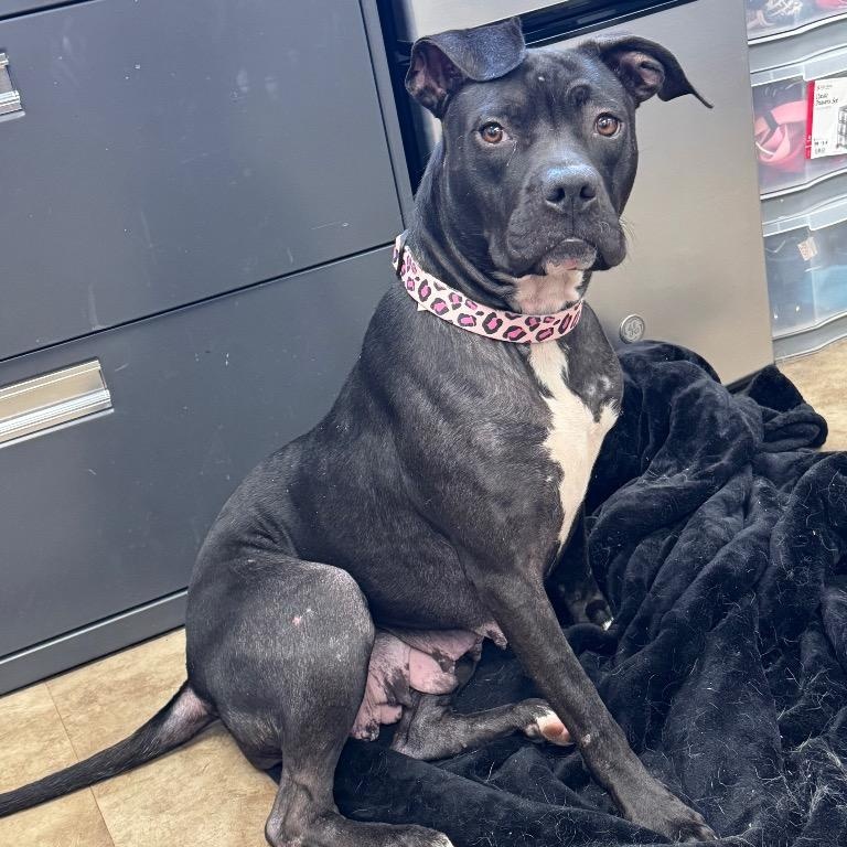 Pancakes, Adoptable, Adult Female Pit Bull Terrier.