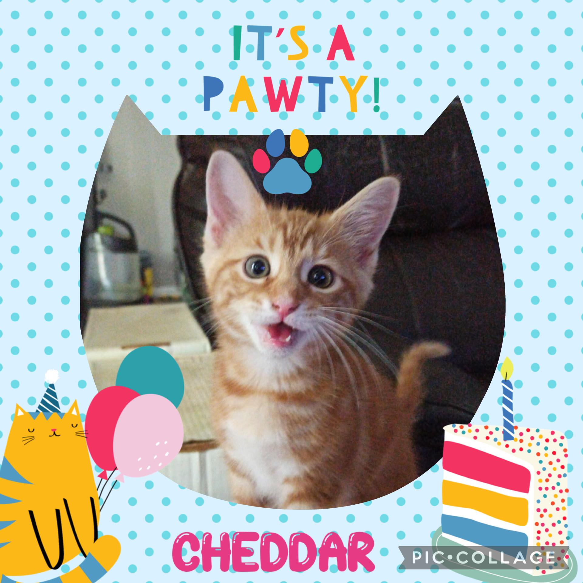 Enlarge Cheddar, an adopted Tabby in Stanton, KY image 2/6