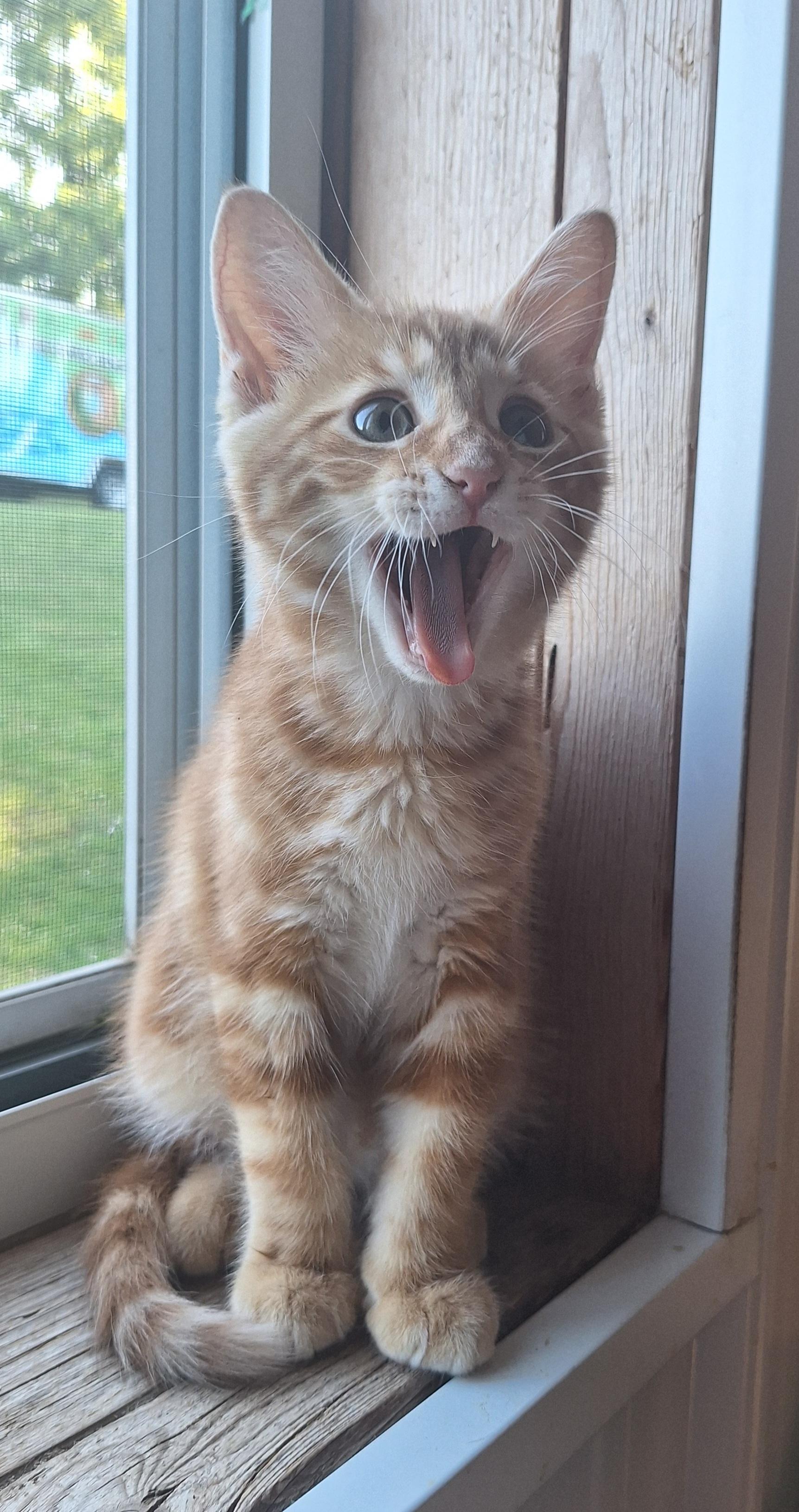 Cheddar, adopted, Kitten Male Tabby.