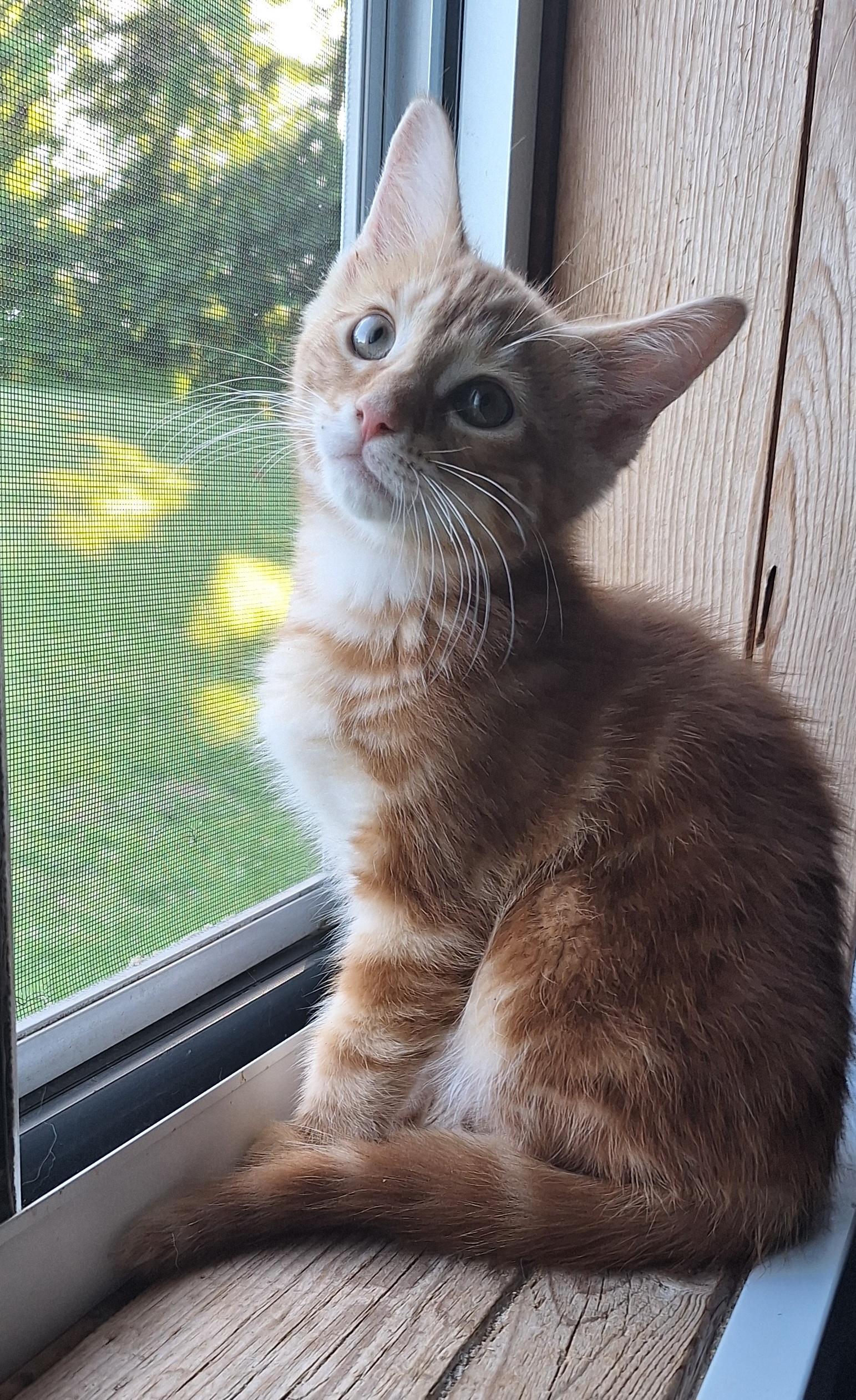Enlarge Cheddar, an adopted Tabby in Stanton, KY image 3/6