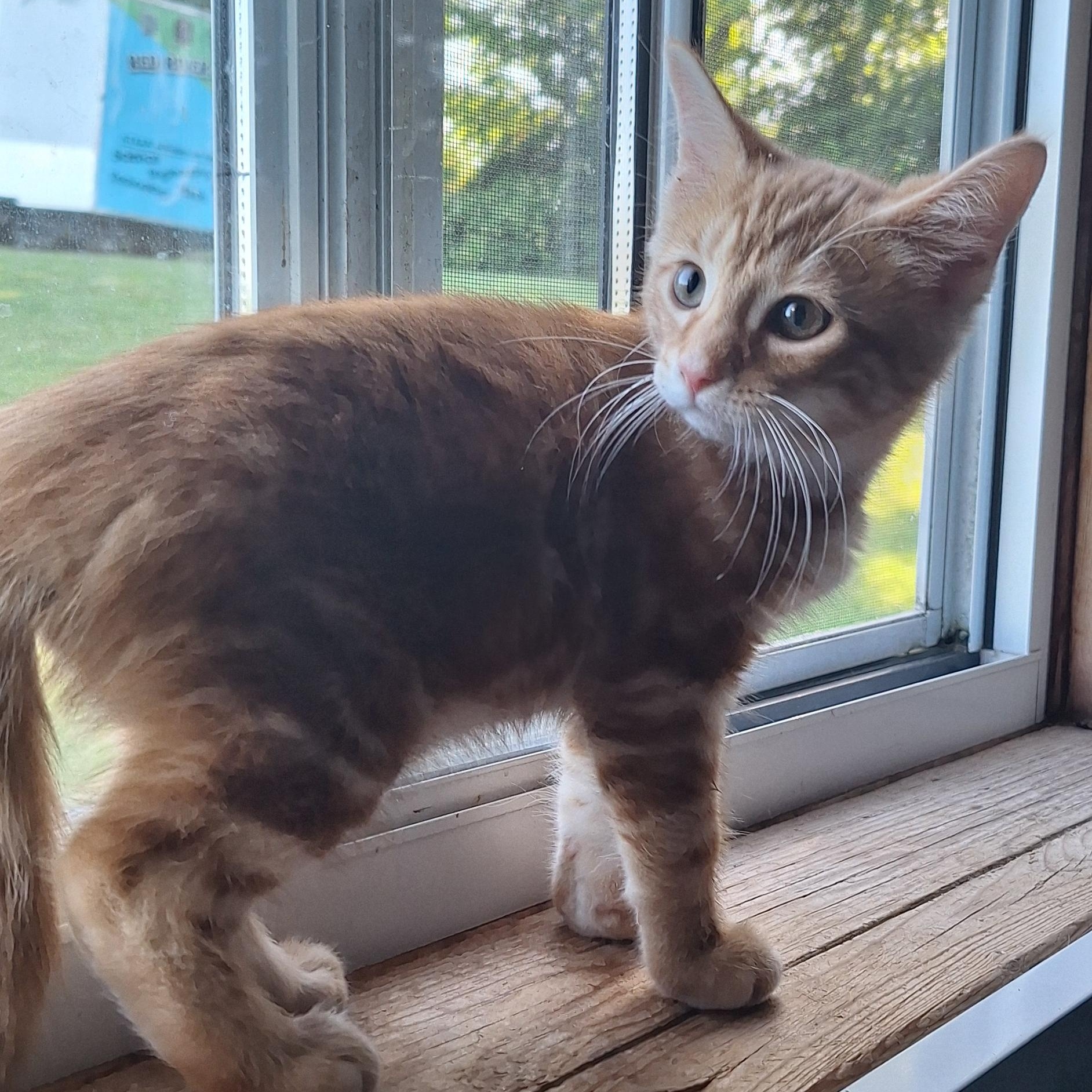 Enlarge Cheddar, an adopted Tabby in Stanton, KY image 5/6