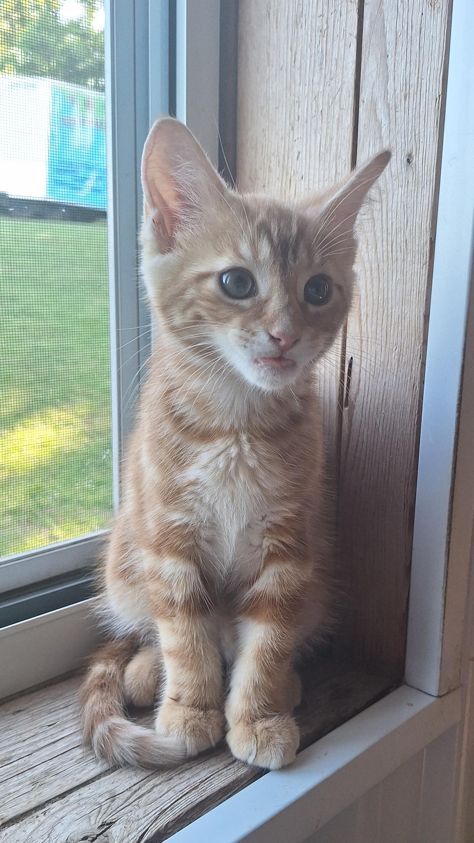 Enlarge Cheddar, an adopted Tabby in Stanton, KY image 6/6