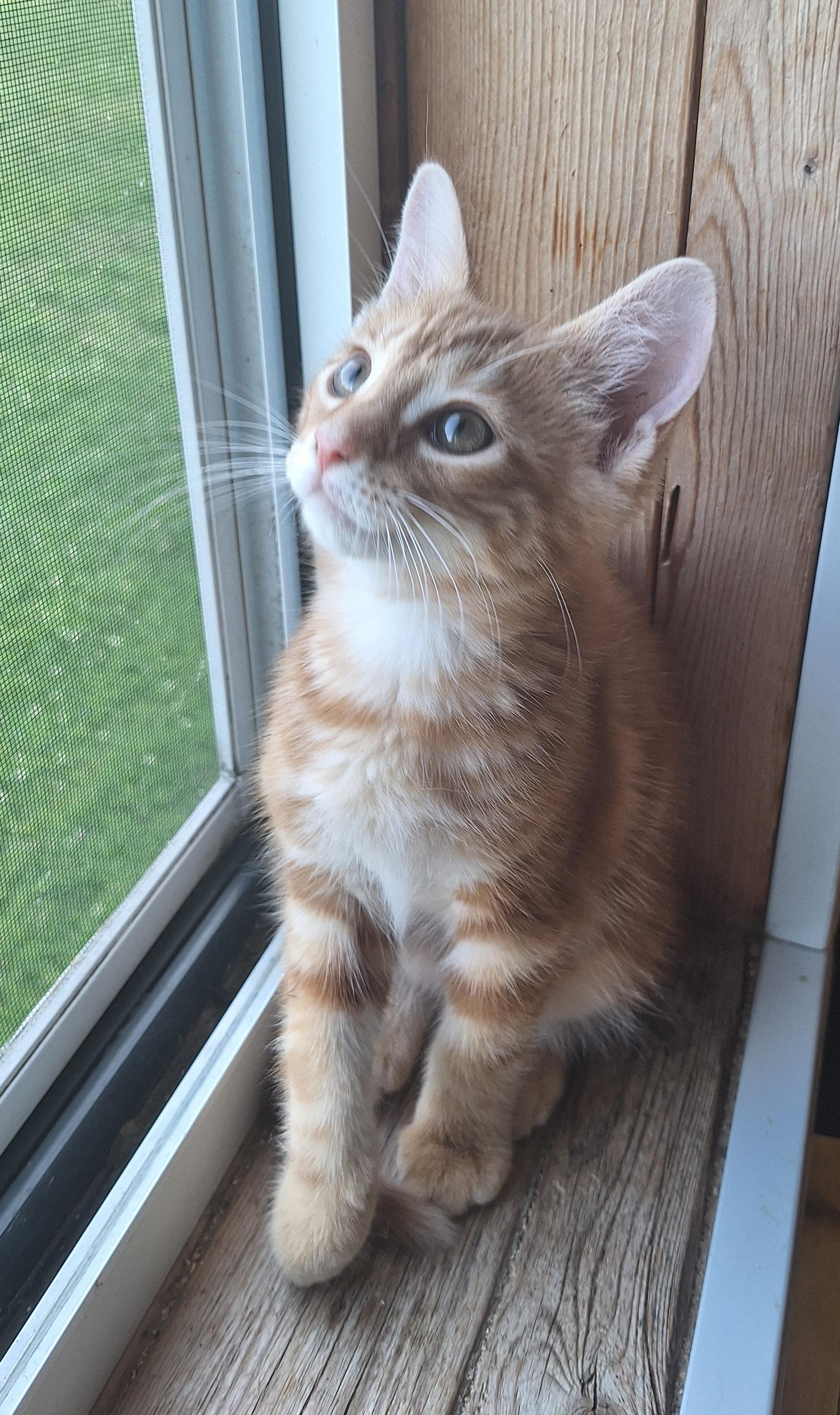 Enlarge Cheddar, an adopted Tabby in Stanton, KY image 4/6