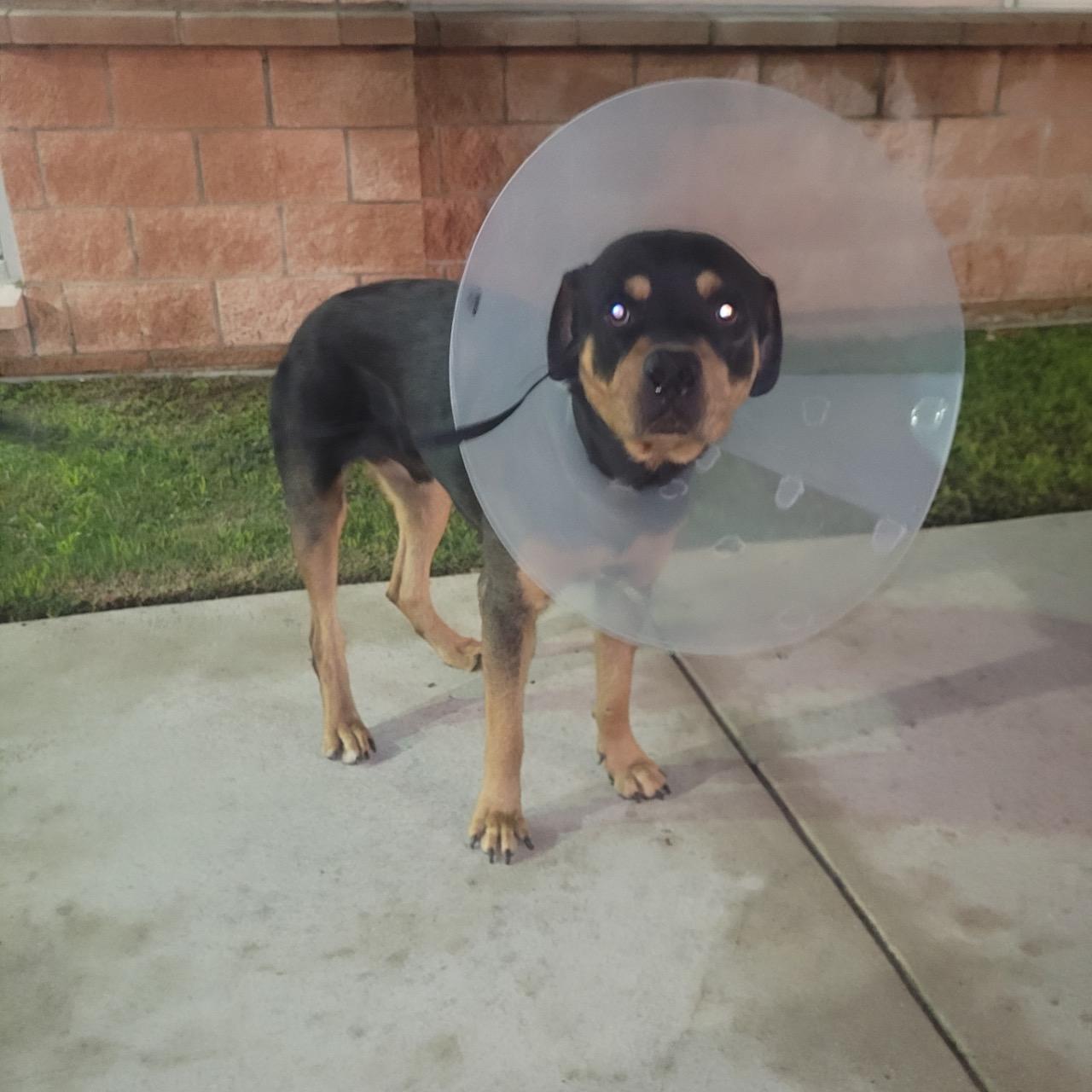Enlarge FITCH aka Rocky, a Adoptable Rottweiler in Elgin, IL image 2/2
