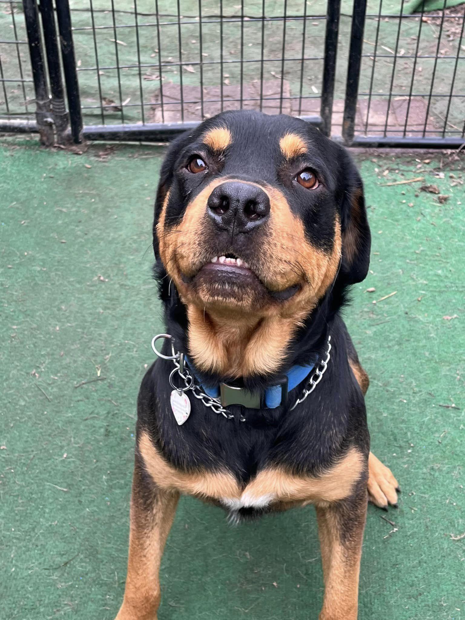 Enlarge FITCH aka Rocky, a Adoptable Rottweiler in Elgin, IL image 1/2