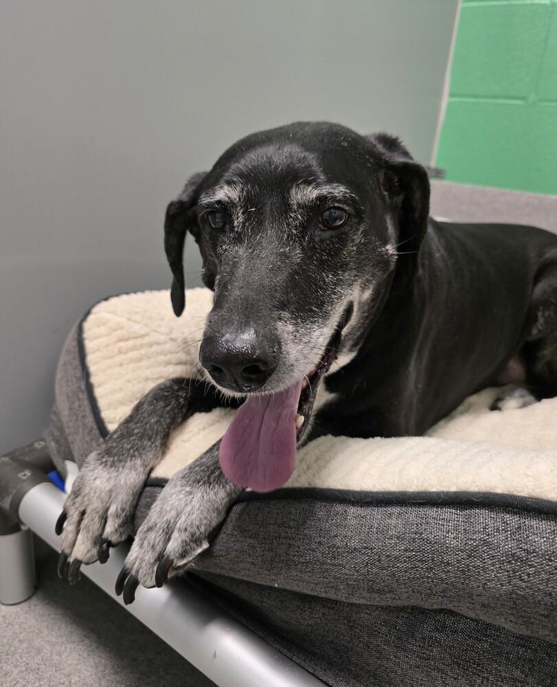 Sly, a Adoptable Labrador Retriever in Wellington, KS image 1/6