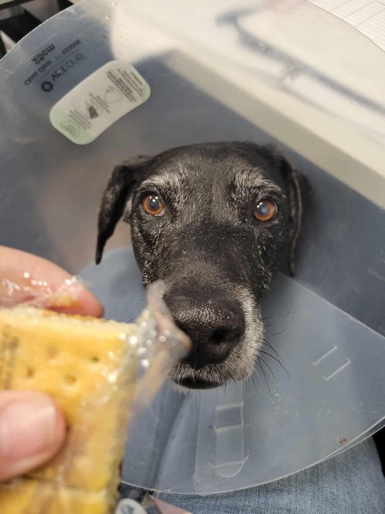 Sly, a Adoptable Labrador Retriever in Wellington, KS image 2/6